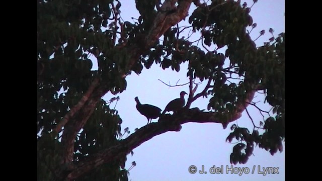 Spix's Guan (Spix's) - ML201319761