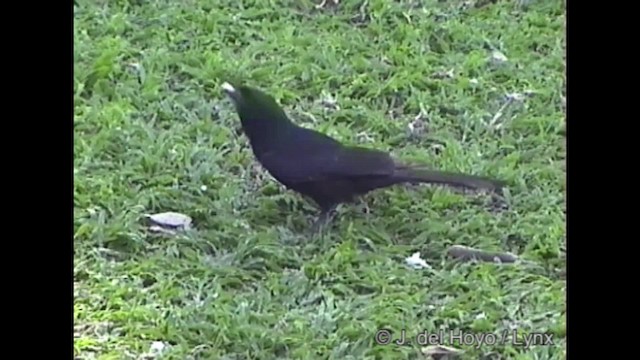 Trauerdrongo (apivorus) - ML201319791