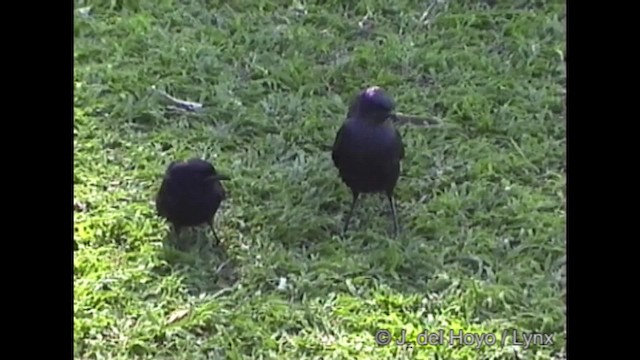 Çatal Kuyruklu Drongo (apivorus) - ML201319801