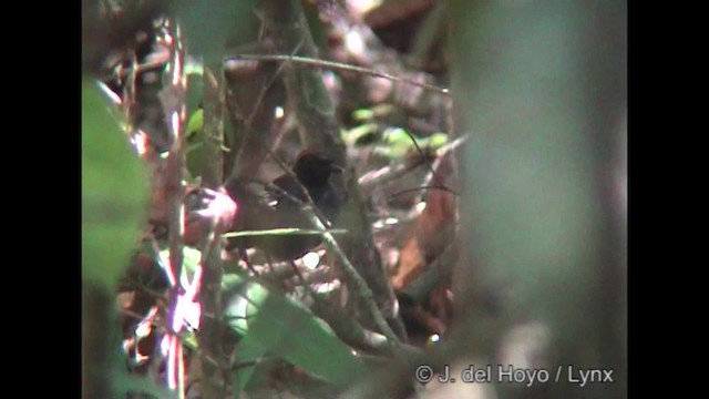 Rufous-capped Antthrush - ML201319821