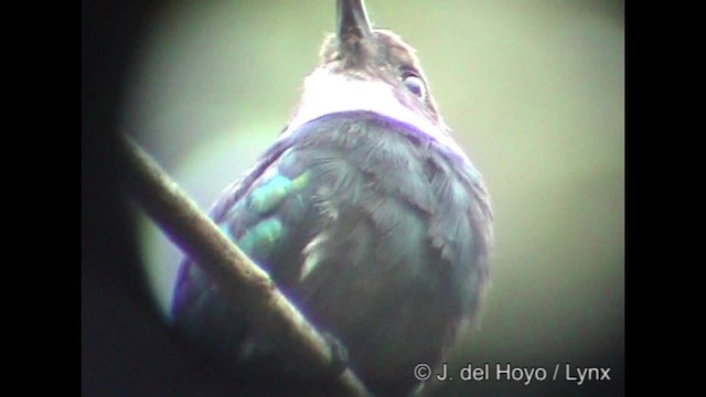 Jacamar à longue queue - ML201319871