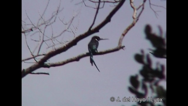 Jacamar à longue queue - ML201319881