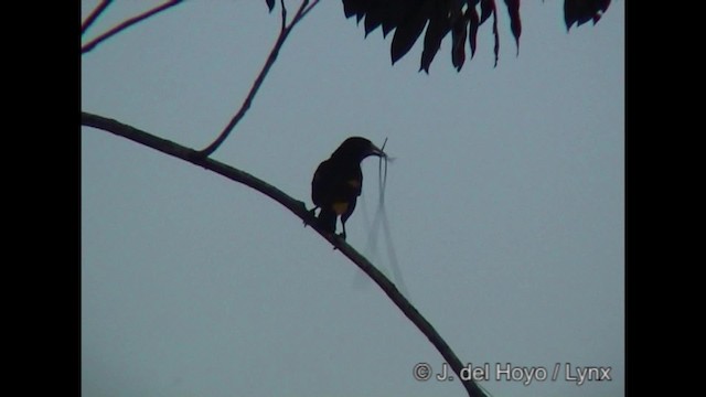 Yellow-rumped Cacique (Amazonian) - ML201319941