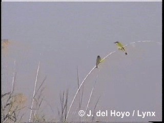 Little Bee-eater - ML201319981