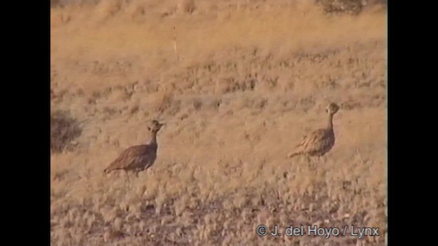 Rüppell's Bustard - ML201320041