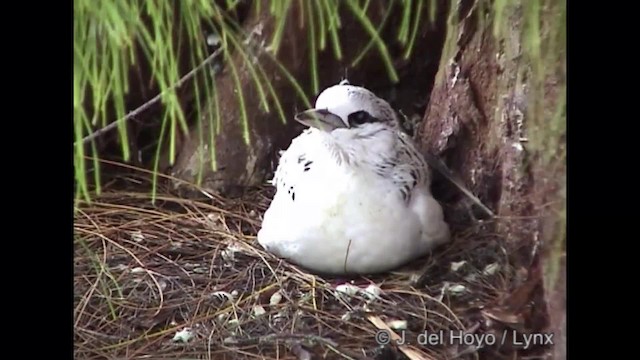 シラオネッタイチョウ（lepturus） - ML201320071