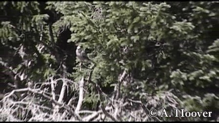 Kanada Kargası (capitalis/bicolor) - ML201320171