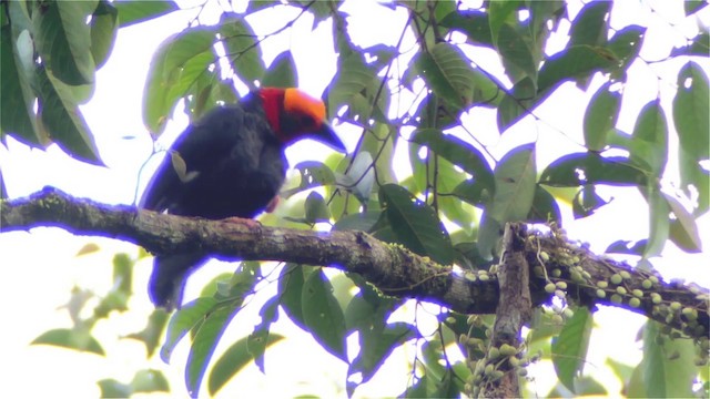 Bornean Bristlehead - ML201320231