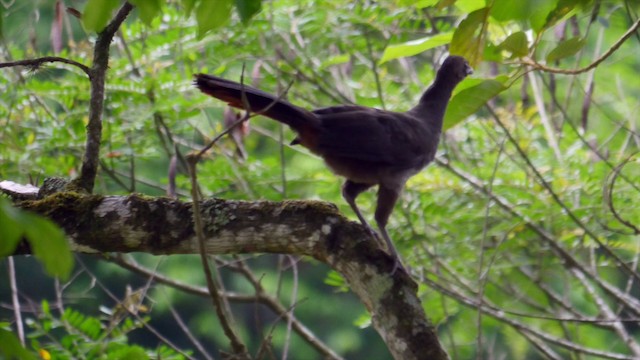 Scaled Chachalaca - ML201320241