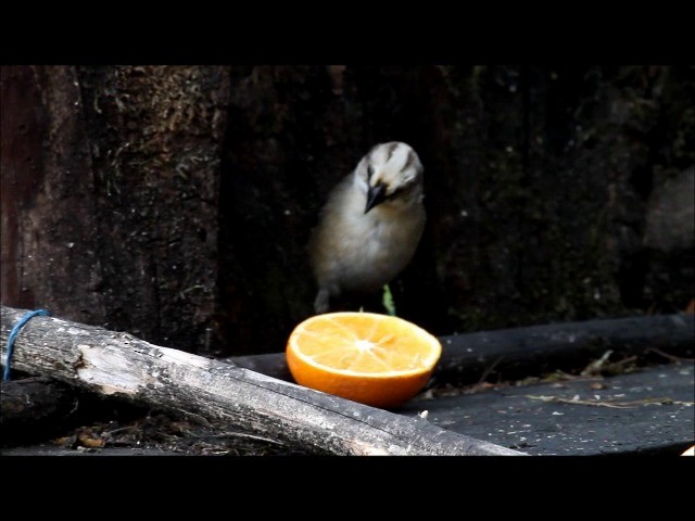 Pale-headed Brushfinch - ML201320451