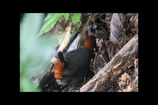 Rufous-breasted Antthrush - ML201320461