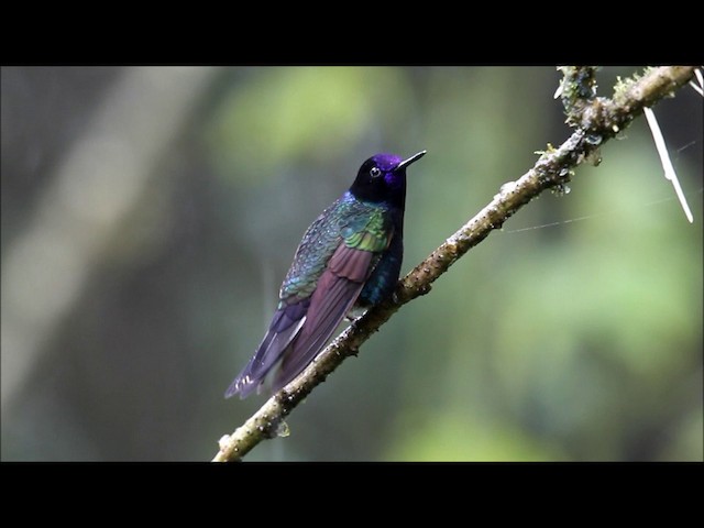 Velvet-purple Coronet - ML201320501