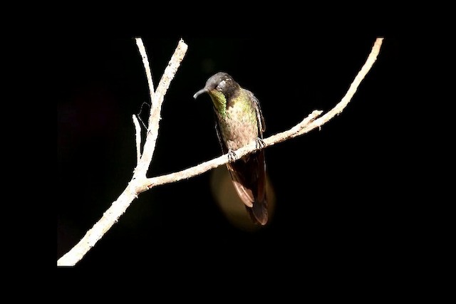 Colibri à dos noir - ML201320511