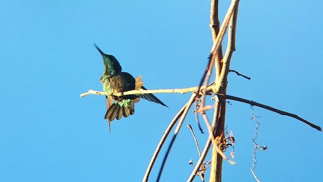 knaggnebbkolibri - ML201320521