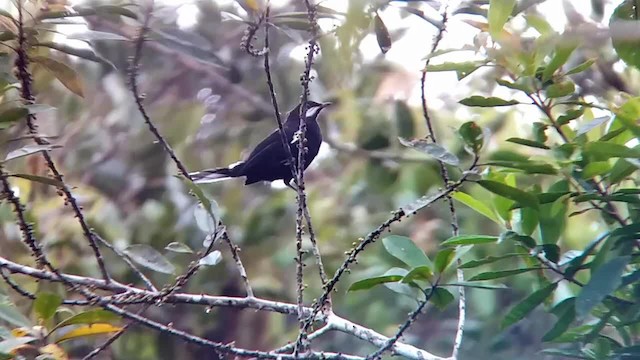 Black Solitaire - ML201320561