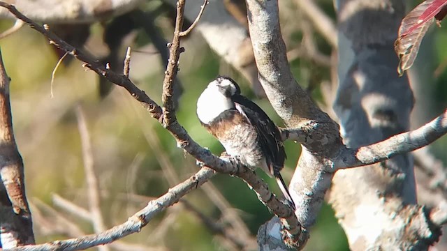 Brown-banded Puffbird - ML201320571