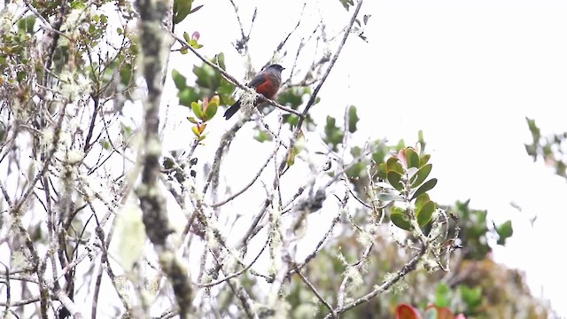 Chestnut-bellied Cotinga - ML201320581