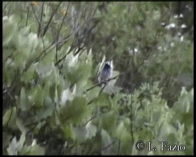 Pied-crested Tit-Tyrant - ML201320611