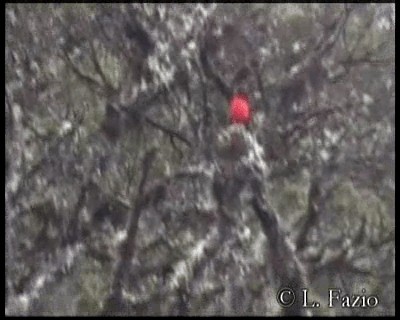 Scarlet-bellied Mountain Tanager (Scarlet-bellied) - ML201320621