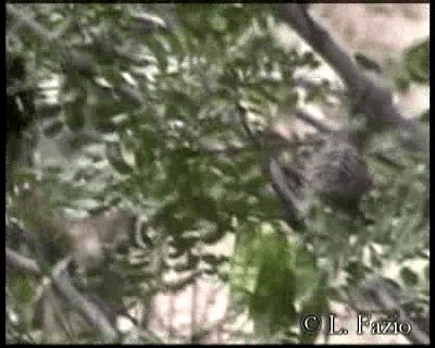 Fasciated Wren - ML201320661