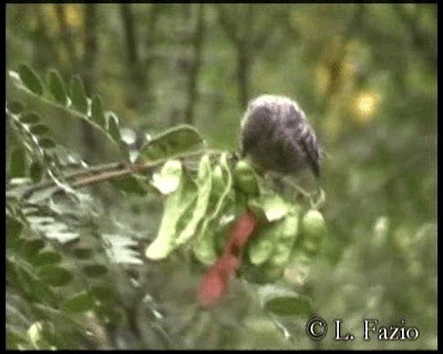 Fasciated Wren - ML201320671