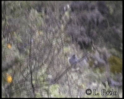 Band-tailed Seedeater - ML201320681