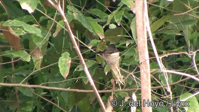 Northern Fantail (Banda Sea) - ML201320721