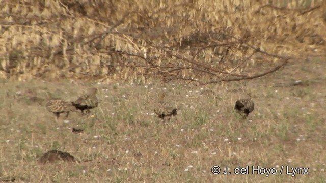 Chestnut-bellied Sandgrouse (Asian) - ML201320731