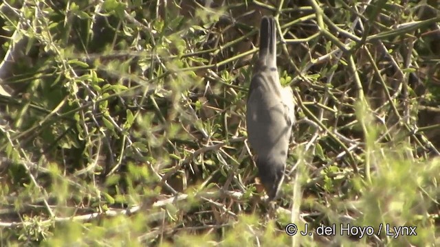 Eastern Orphean Warbler - ML201320771