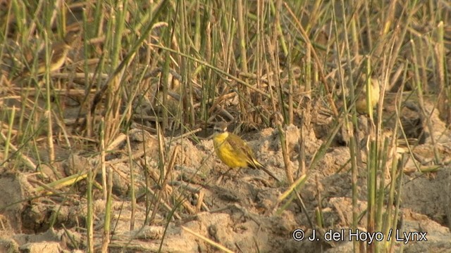 Western Yellow Wagtail (beema) - ML201320951