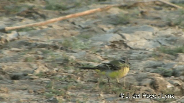 Western Yellow Wagtail (beema) - ML201320961