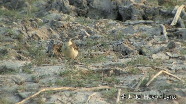 Western Yellow Wagtail (beema) - ML201320981