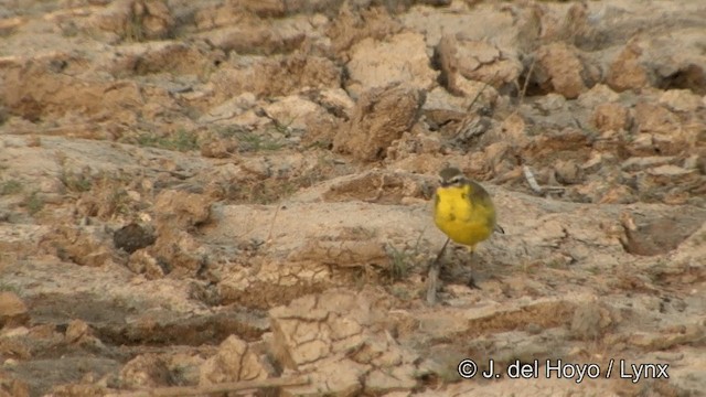 Western Yellow Wagtail (beema) - ML201320991