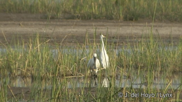 Eurasian Spoonbill - ML201321001