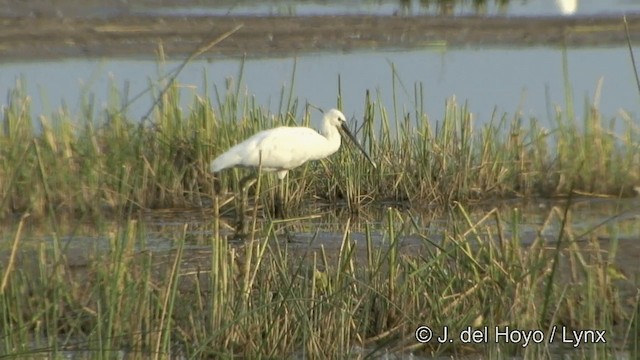 Eurasian Spoonbill - ML201321011