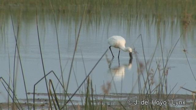 Eurasian Spoonbill - ML201321041