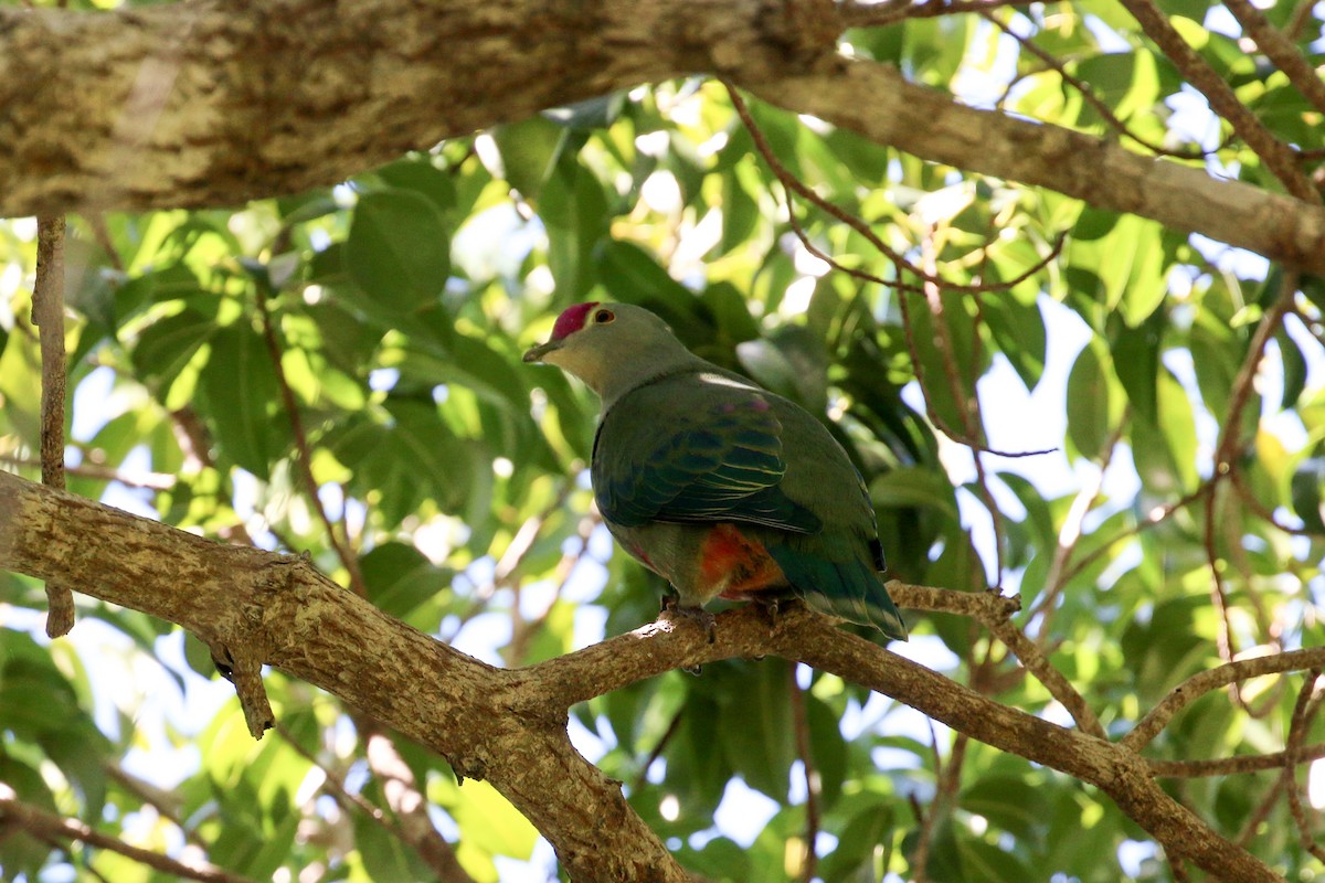 Red-bellied Fruit-Dove - Tommy Pedersen