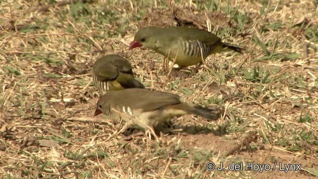 Green Avadavat - ML201321111