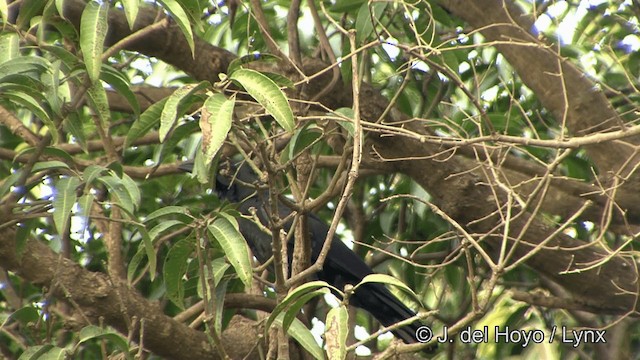 Large-billed Crow (Indian Jungle) - ML201321211