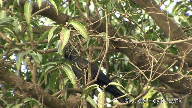 tykknebbkråke (culminatus) (indiakråke) - ML201321211