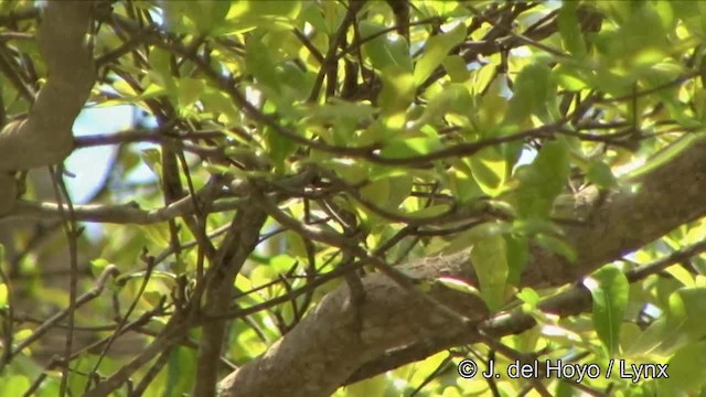 Swinhoe's White-eye - ML201321251