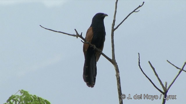 Lesser Coucal - ML201321311