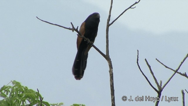 Lesser Coucal - ML201321321