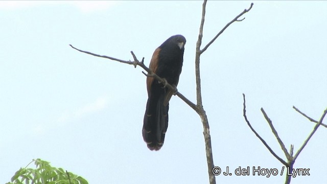 Lesser Coucal - ML201321331