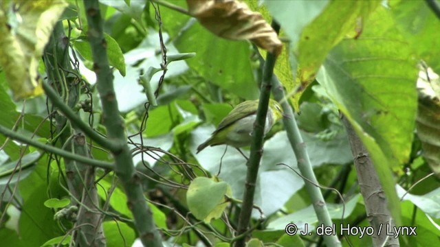 Swinhoe's White-eye - ML201321341