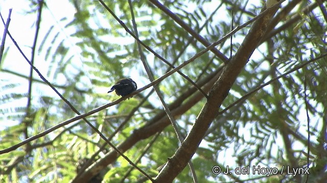 Fiery-tailed Awlbill - ML201321351