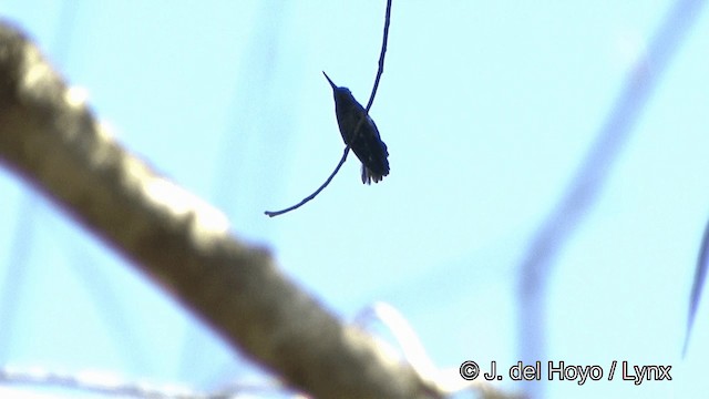 Fiery-tailed Awlbill - ML201321361