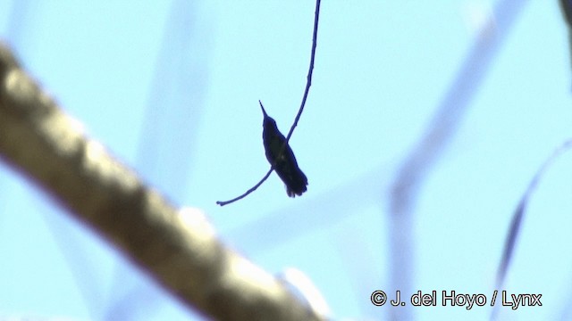 Fiery-tailed Awlbill - ML201321371