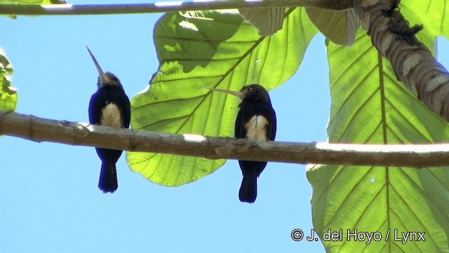 Brown Jacamar - ML201321421