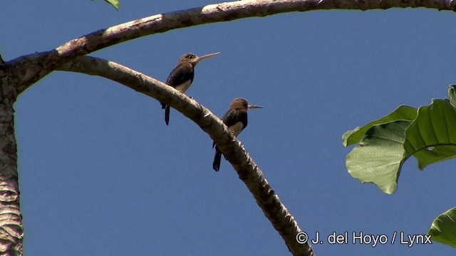 Brown Jacamar - ML201321431